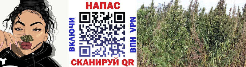 Каннабис OG Kush  Дальнереченск 